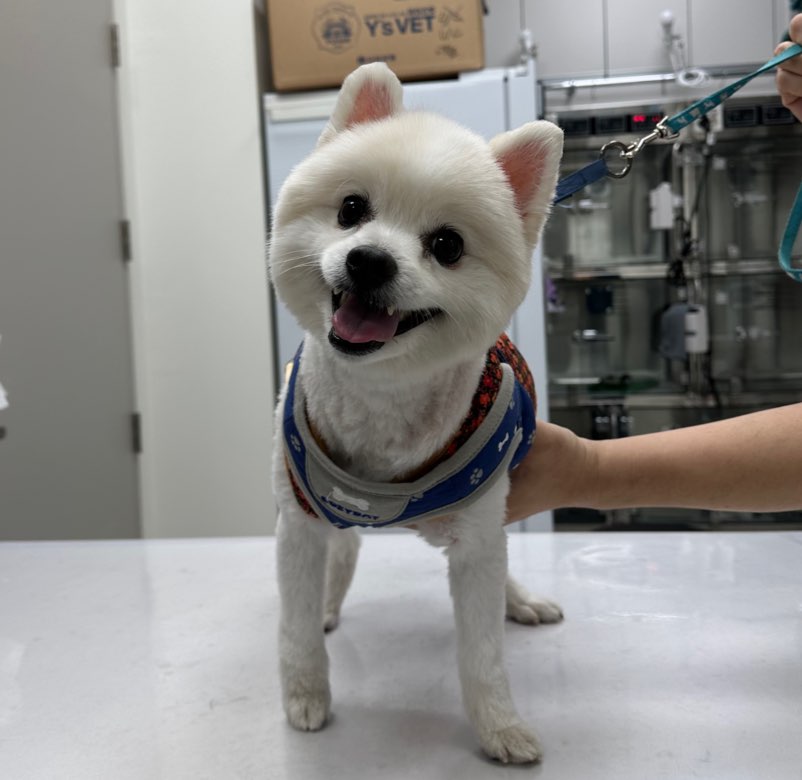 포메라니안 이미지 파일 입니다.